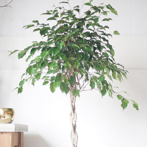 Test the zapier functionality